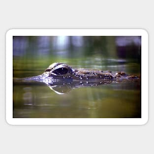 Crocodile in View Sticker